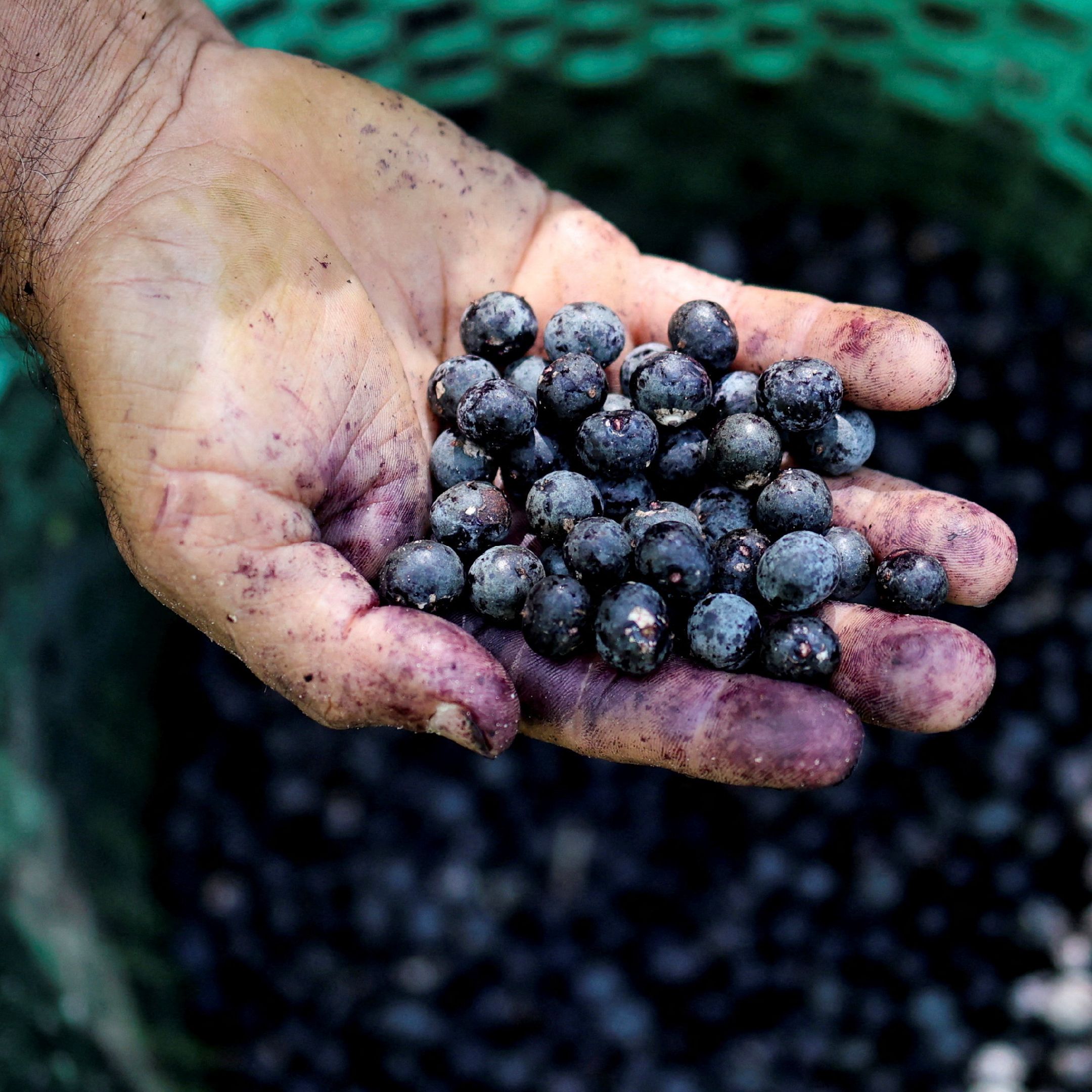 Acai Berry
